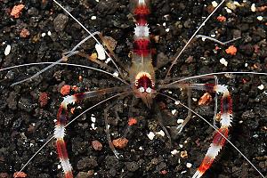 Banded Coral Shrimp Thumbnail