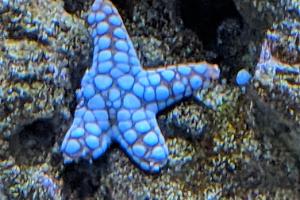 Marble Sea Star Thumbnail