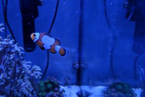 Snowflake Clownfish Captive Bred Thumbnail