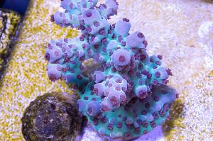 Acropora sarmentosa Thumbnail