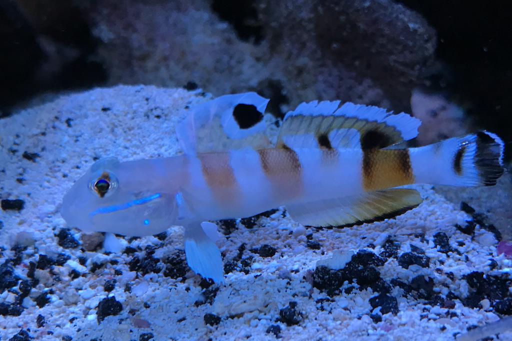 Tiger Watchman Goby / Valenciennea wardii 24