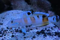 Tiger Watchman Goby Thumbnail