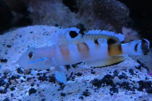 Tiger Watchman Goby Thumbnail