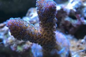 Orange Guttatus Birdsnest Coral