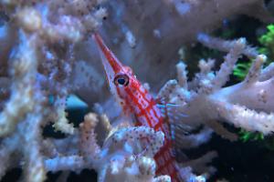 Longnose Hawkfish Thumbnail