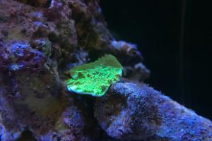 Neon Green Plating Montipora