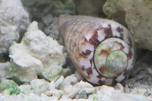 Tiger Sand Conch Thumbnail