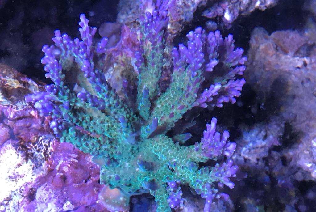 Tenuis Acropora Coral