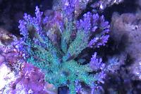 Tenuis Acropora Coral Thumbnail