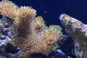 Toadstool Mushroom Leather Coral Thumbnail