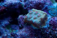 Meteor Shower Chalice Coral Thumbnail