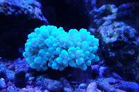 Bubble Coral Thumbnail