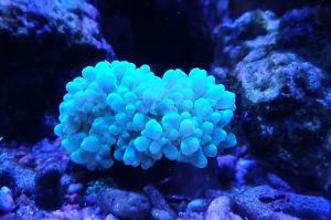 Bubble Coral