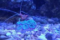 Nursing Shrimp Thumbnail