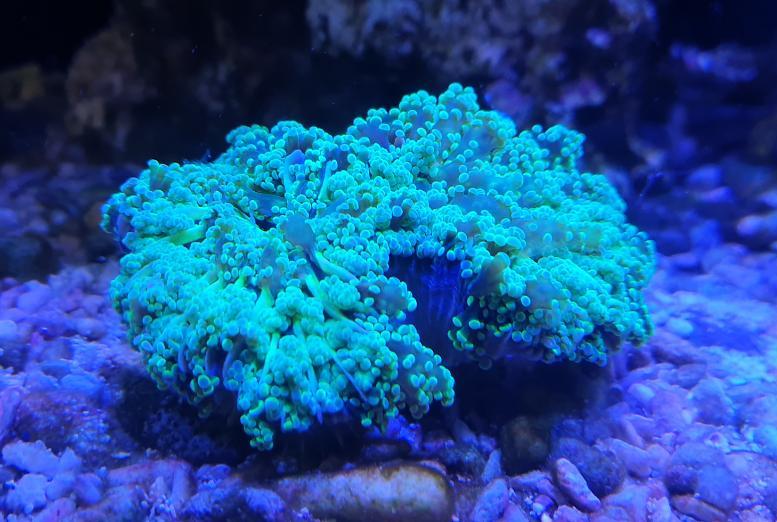 Frogspawn