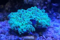 Frogspawn Thumbnail