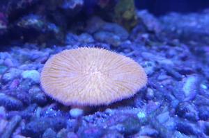 Yellow PlateFinger Coral Thumbnail