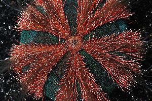 Red Tuxedo Urchin