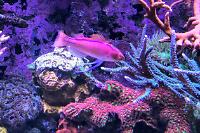 Moyeri Leopard Wrasse Thumbnail