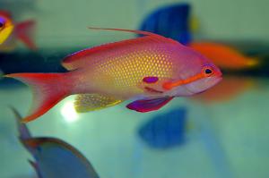 Lyretail Anthias Thumbnail