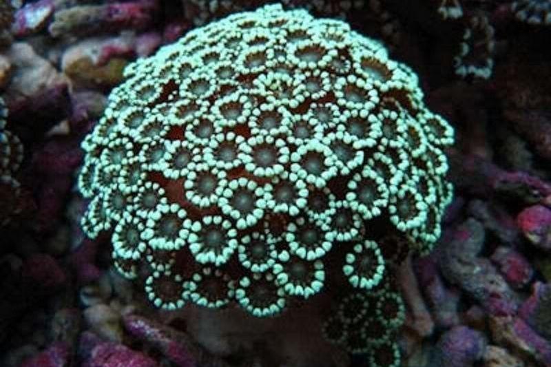 Alveopora Coral / Alveopora sp 207