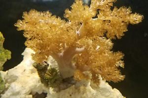 Kenya Tree Coral Thumbnail