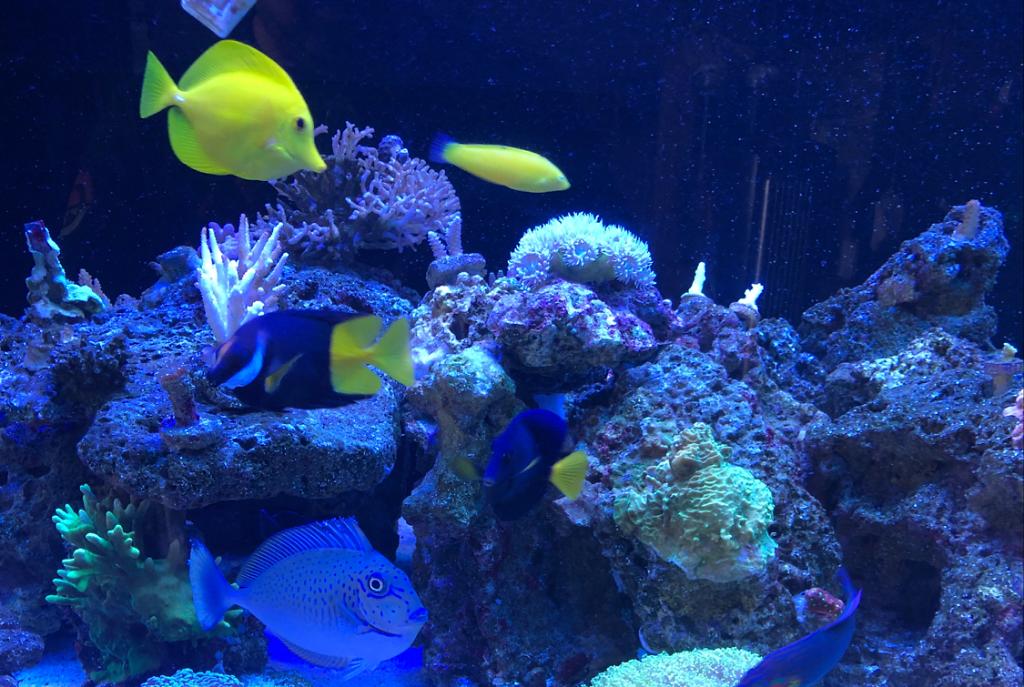 Jab reef tank  on Mar 3, 2019