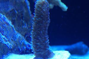 Acropora millepora Thumbnail