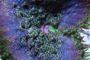 Maxi Mini Ultra Carpet Anemone Thumbnail