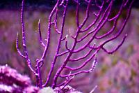 Purple Brush Gorgonian Thumbnail