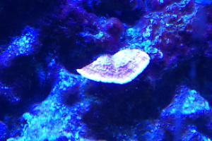 Montipora Red plating Thumbnail