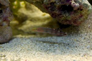 Court Jester Goby Thumbnail