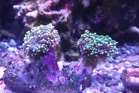 Frogspawn Coral - Branched Thumbnail