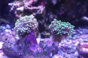 Frogspawn Coral - Branched