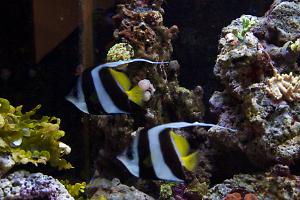 Schooling Bannerfish Thumbnail