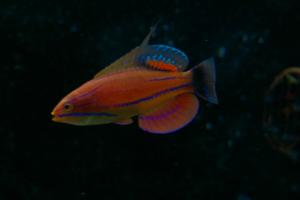 McCosker's Flasher Wrasse Thumbnail