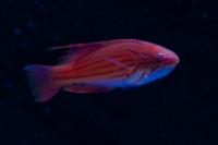 Filamented Flasher Wrasse Thumbnail