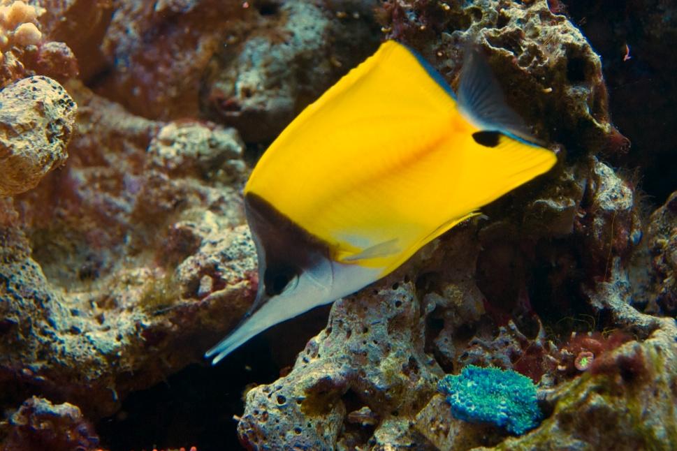 Yellow Longnose Butterflyfish / Forcipiger flavissimus 34