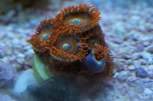 Zoanthid - Orange Thumbnail