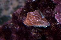 Leaf Plate Montipora Thumbnail