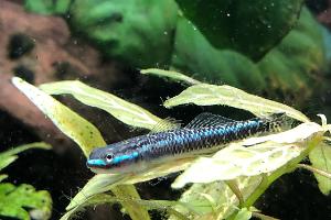 Neon Goby Thumbnail