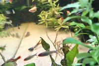 Rummy Nose Tetra Thumbnail