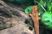 Red Whiptail Catfish Thumbnail