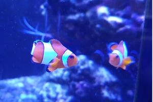 yellow clown fish