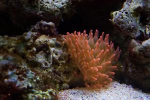 Bubble Tip Anenome Thumbnail