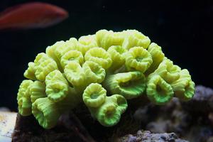 Candy Cane Coral Thumbnail