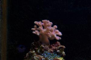 Stylophora Coral Thumbnail