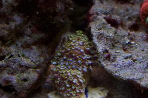 Flower Pot Coral - Alveopora Thumbnail