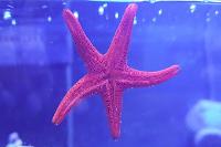 Red Sea Star Thumbnail