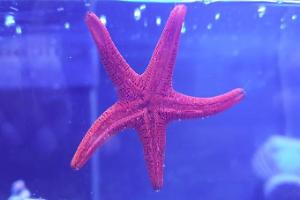 Red Sea Star